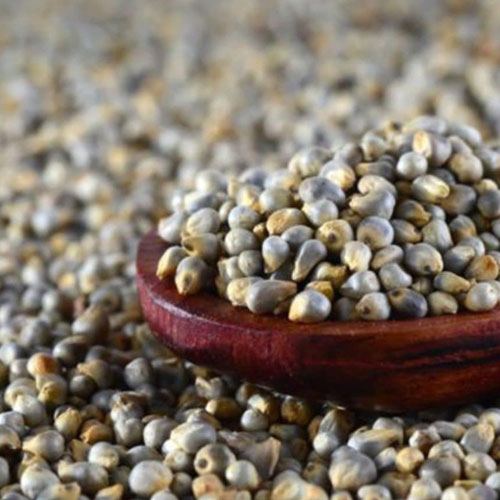 Pearl Millet Seeds