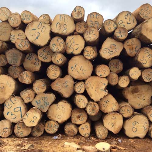 Gmelina Logs