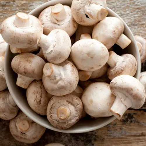 Fresh Button Mushroom