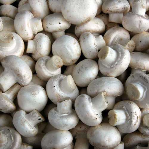Fresh Button Mushroom