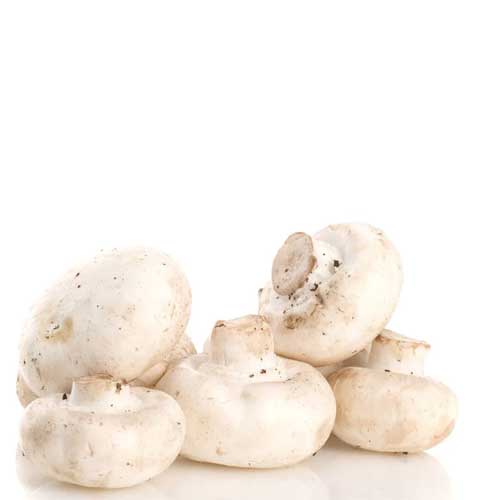 Fresh Mushroom