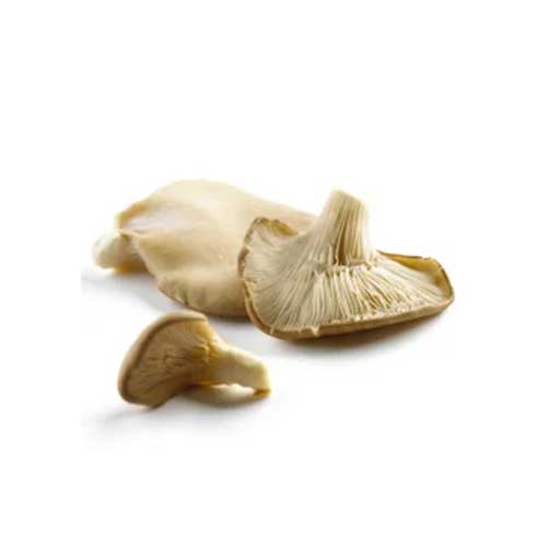 Dried Oyster Mushroom
