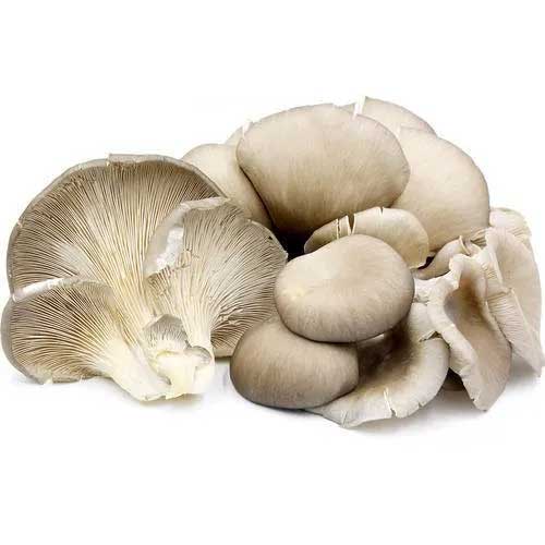 Dried Oyster Mushroom