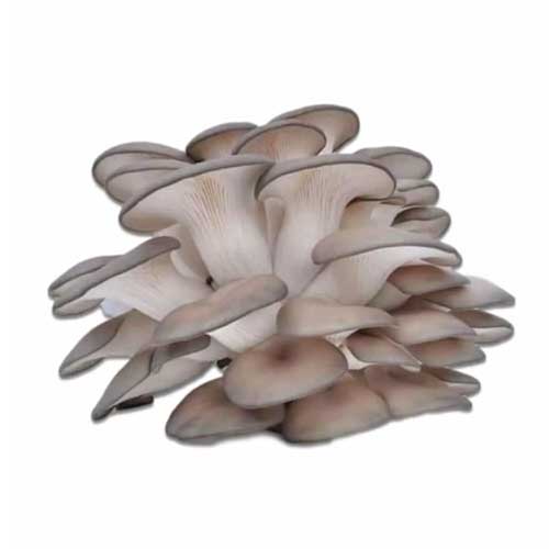 Dried Oyster Mushroom