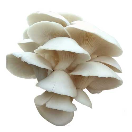 Dried Oyster Mushroom