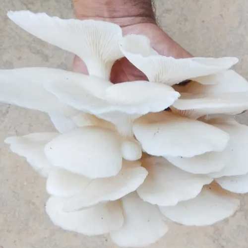 Dried Oyster Mushroom