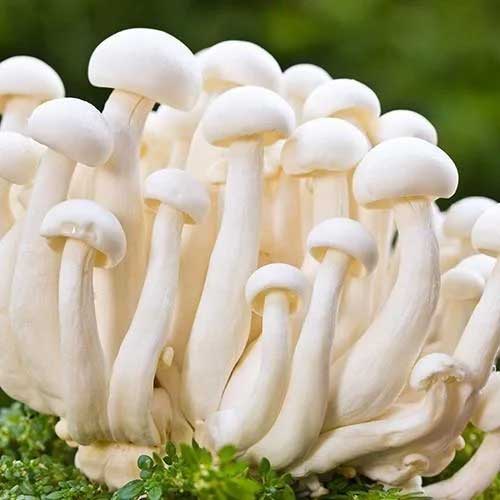 White Mushroom