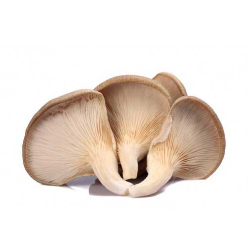 Organic Oyster Mushroom