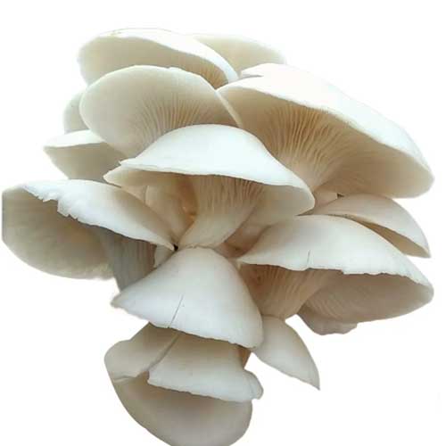 Organic Oyster Mushroom