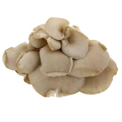 Organic Oyster Mushroom