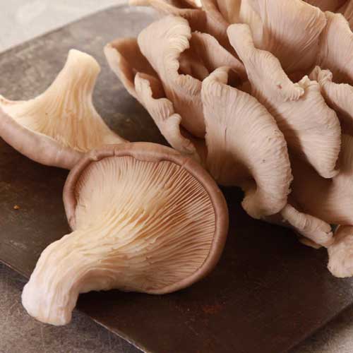 Organic Oyster Mushroom