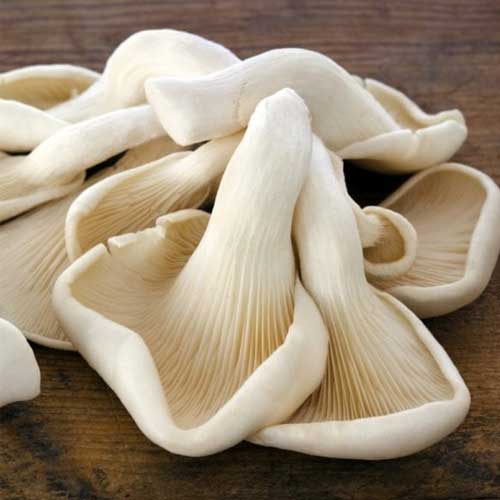 Organic Oyster Mushroom