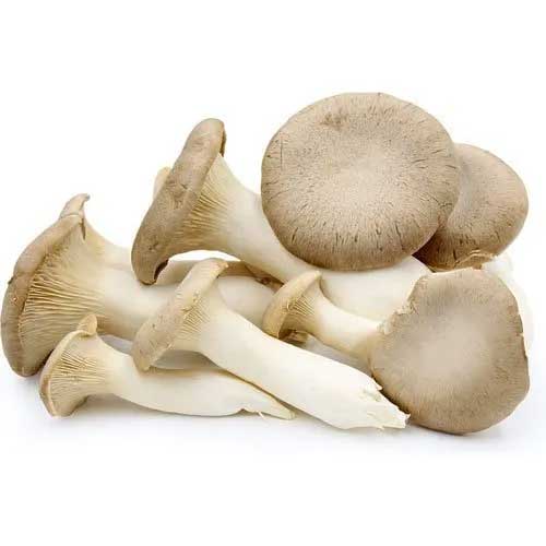 Organic Oyster Mushroom