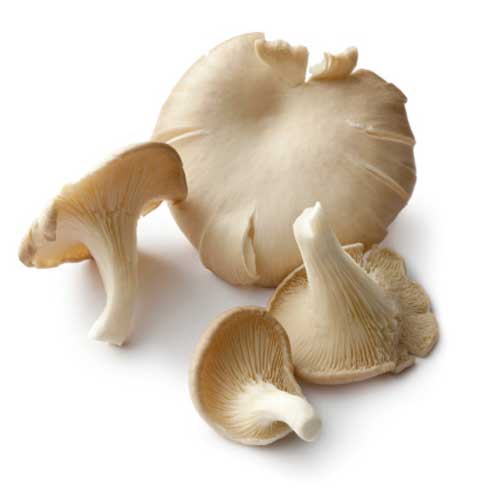 Organic Oyster Mushroom