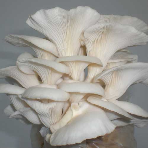 White Oyster Mushroom