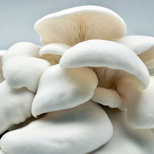 White Oyster Mushroom