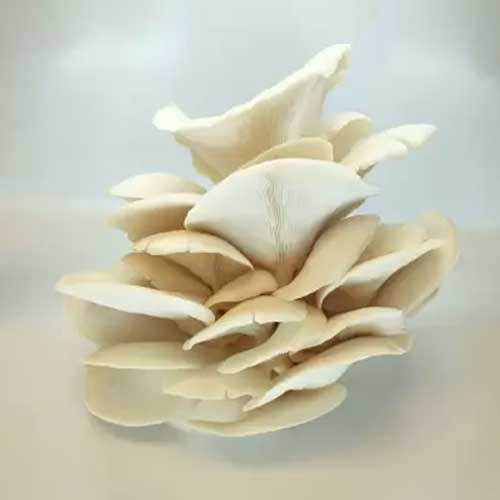 White Oyster Mushroom