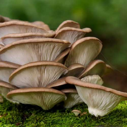 White Oyster Mushroom