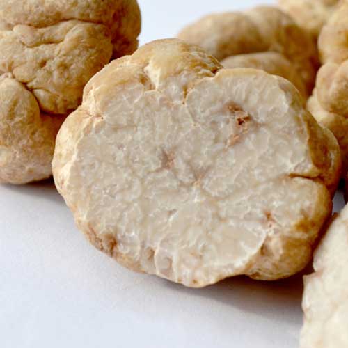 White Truffle Mushroom