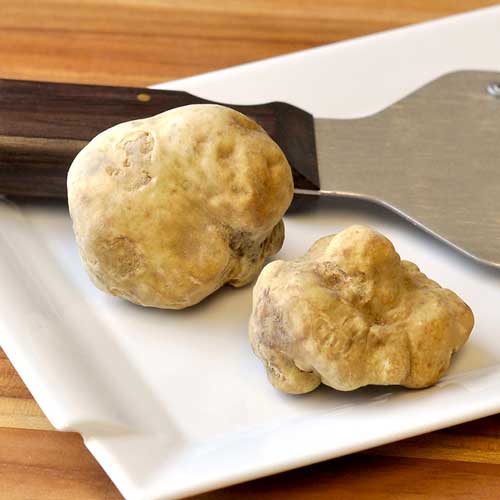 White Truffle Mushroom