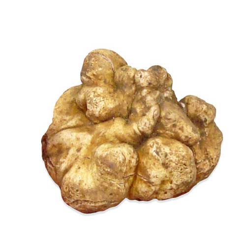 White Truffle Mushroom