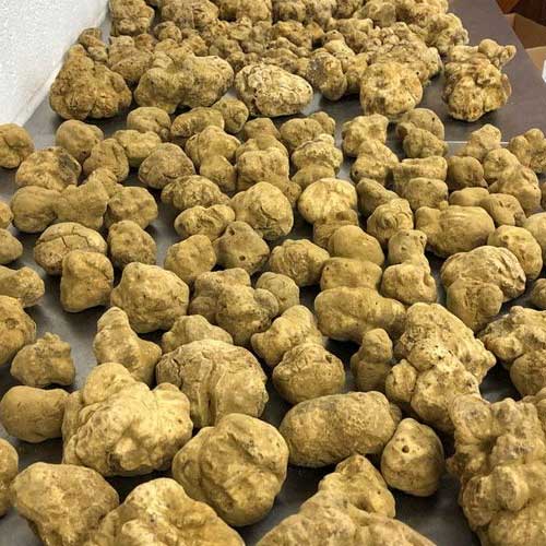 White Truffle Mushroom