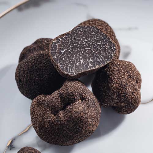 White Truffle Mushroom