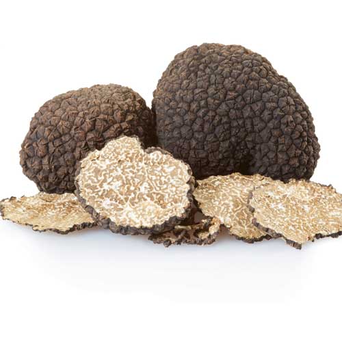 White Truffle Mushroom