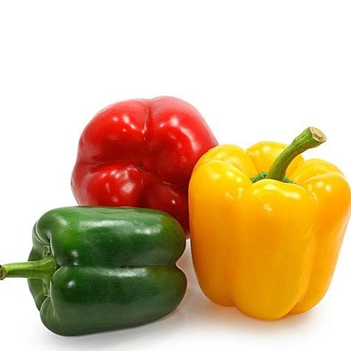 Capsicum