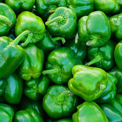 Green Capsicum