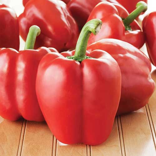 Red Capsicum