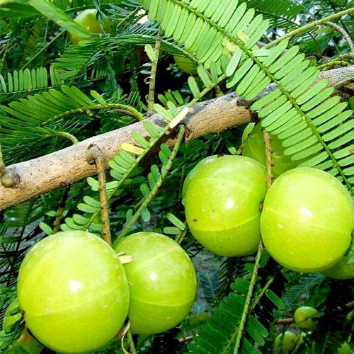 Amla