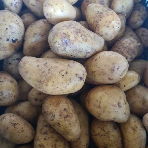 Potato