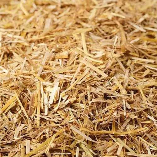 Wheat Straw