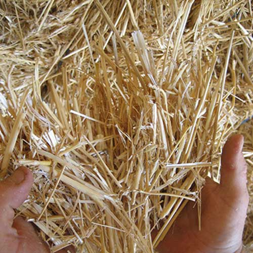 Wheat Straw