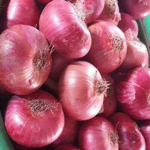 Fresh Red Onion