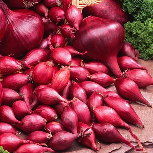 Fresh Red Onion