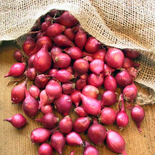 Fresh Red Onion
