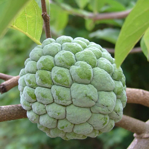 Custard Apple