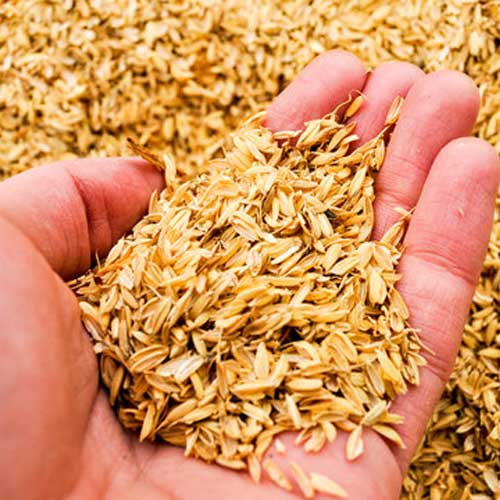 Rice Hulls
