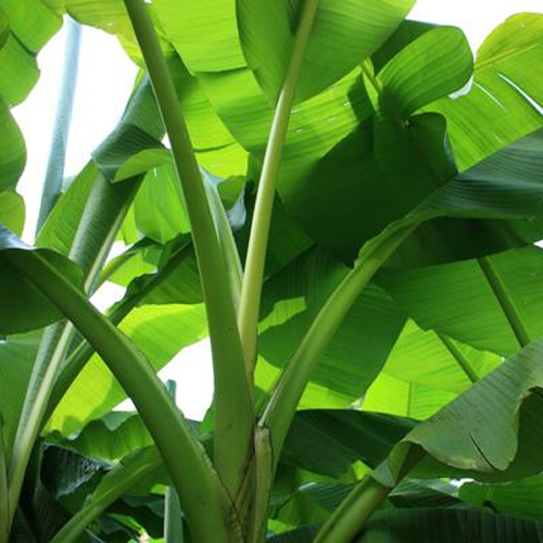 Leaf Green Banana Leaves