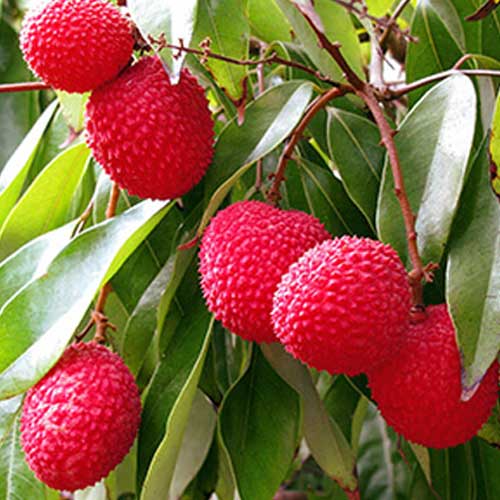 Litchi