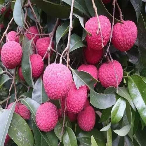 Litchi