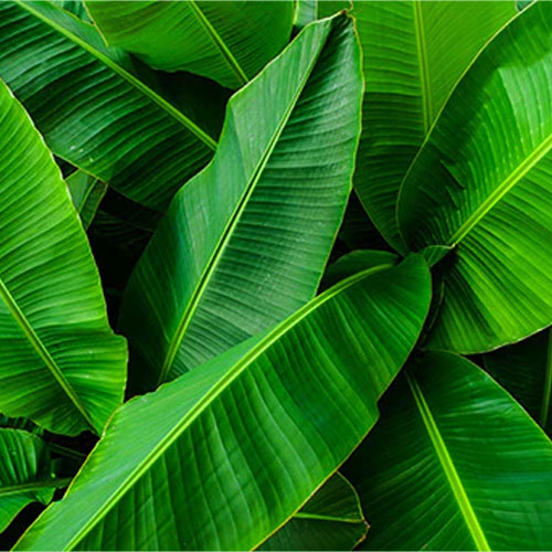 Banana Leaves