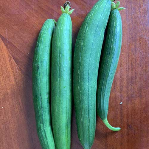 Ridge Gourd