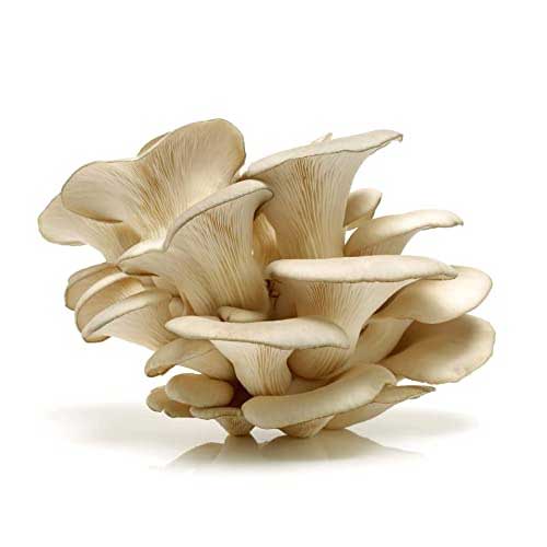 Dry Oyster Mushroom