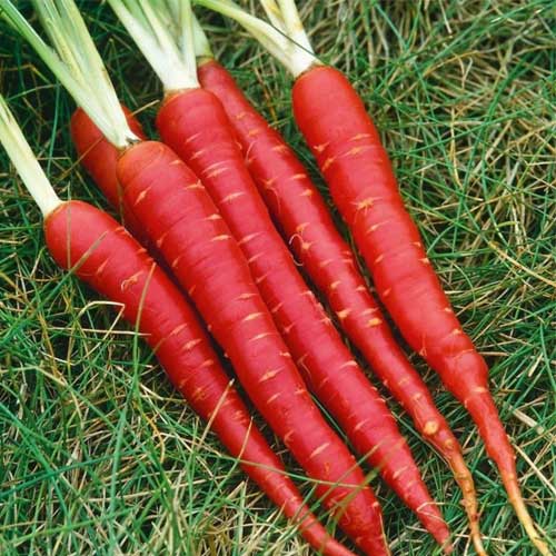 Red Carrot