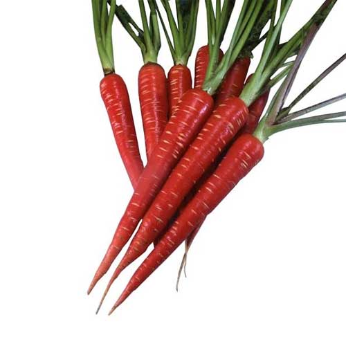 Red Carrot
