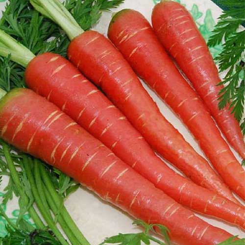 Red Carrot
