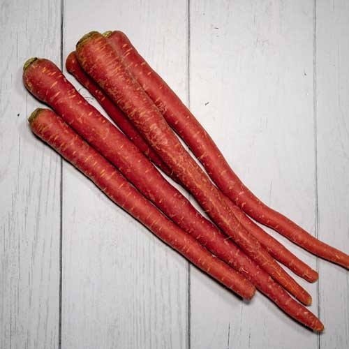 Red Carrot
